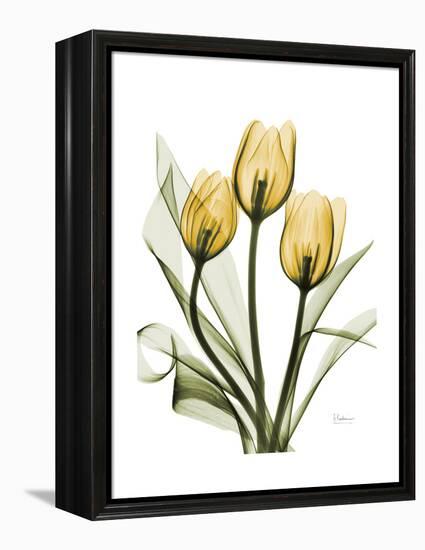 Golden Tulips-Albert Koetsier-Framed Stretched Canvas