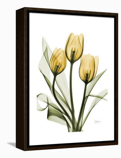 Golden Tulips-Albert Koetsier-Framed Stretched Canvas