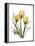 Golden Tulips-Albert Koetsier-Framed Stretched Canvas