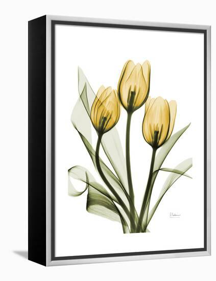 Golden Tulips-Albert Koetsier-Framed Stretched Canvas