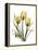 Golden Tulips-Albert Koetsier-Framed Stretched Canvas