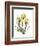 Golden Tulips-Albert Koetsier-Framed Premium Giclee Print