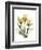 Golden Tulips-Albert Koetsier-Framed Premium Giclee Print