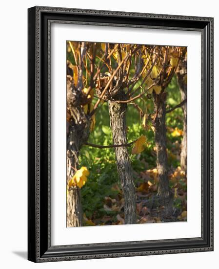 Golden Vineyard in Late Afternoon, Domaine Des Verdots, Conne De Labarde, Dordogne, France-Per Karlsson-Framed Photographic Print