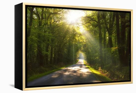 Golden Walk-Viviane Fedieu Daniel-Framed Premier Image Canvas