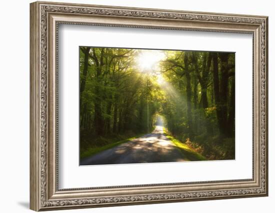 Golden Walk-Viviane Fedieu Daniel-Framed Photographic Print