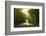 Golden Walk-Viviane Fedieu Daniel-Framed Photographic Print