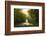 Golden Walk-Viviane Fedieu Daniel-Framed Photographic Print