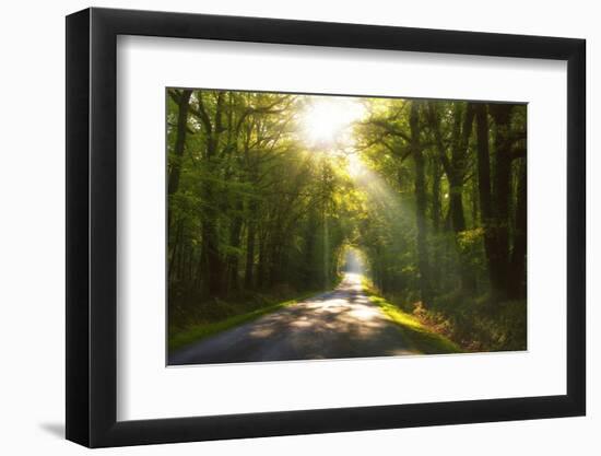 Golden Walk-Viviane Fedieu Daniel-Framed Photographic Print