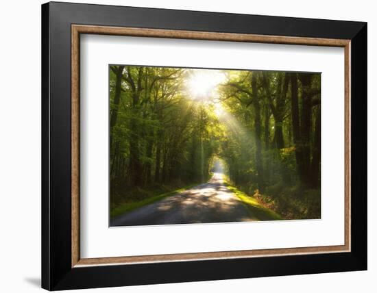 Golden Walk-Viviane Fedieu Daniel-Framed Photographic Print