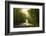 Golden Walk-Viviane Fedieu Daniel-Framed Photographic Print