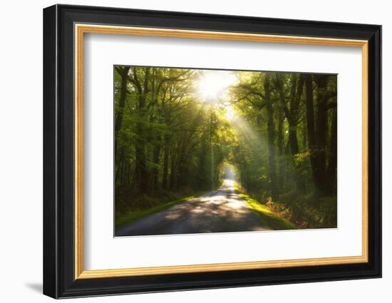 Golden Walk-Viviane Fedieu Daniel-Framed Photographic Print