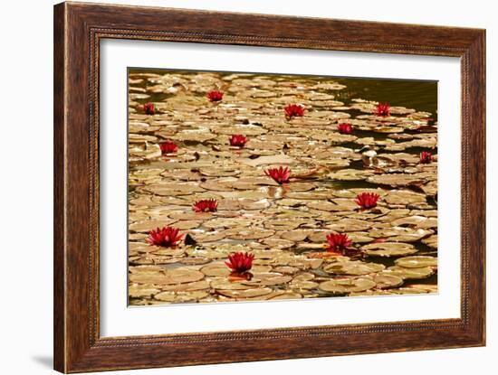 Golden Waterlily Pond-Tom Quartermaine-Framed Giclee Print