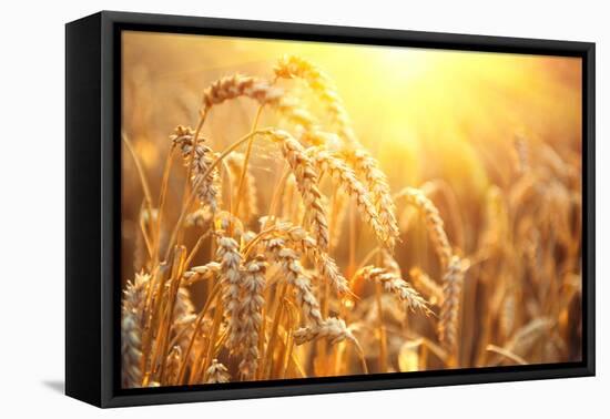 Golden Wheat Field. Ears of Wheat close Up. Beautiful Nature Sunset Landscape. Rural Scenery under-Subbotina Anna-Framed Premier Image Canvas