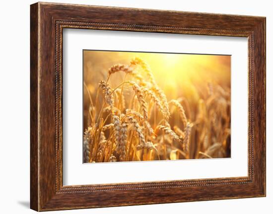 Golden Wheat Field. Ears of Wheat close Up. Beautiful Nature Sunset Landscape. Rural Scenery under-Subbotina Anna-Framed Photographic Print