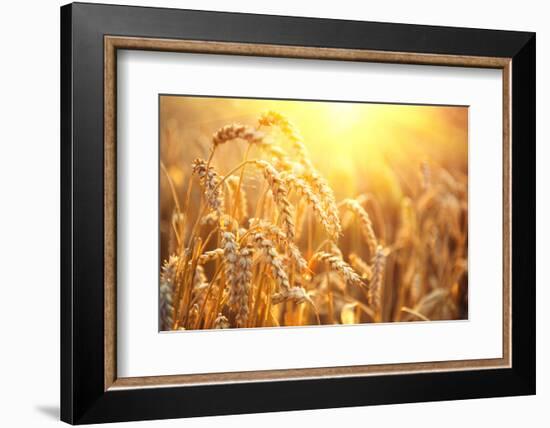 Golden Wheat Field. Ears of Wheat close Up. Beautiful Nature Sunset Landscape. Rural Scenery under-Subbotina Anna-Framed Photographic Print