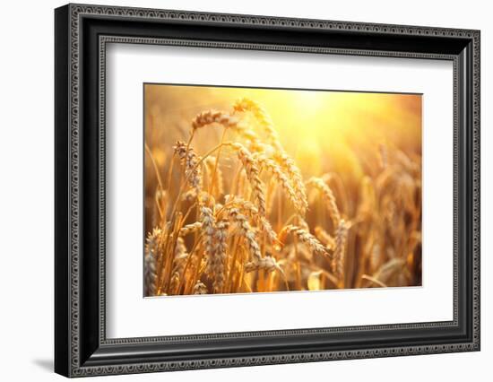 Golden Wheat Field. Ears of Wheat close Up. Beautiful Nature Sunset Landscape. Rural Scenery under-Subbotina Anna-Framed Photographic Print