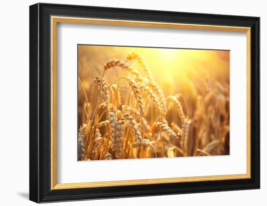 Golden Wheat Field. Ears of Wheat close Up. Beautiful Nature Sunset Landscape. Rural Scenery under-Subbotina Anna-Framed Photographic Print