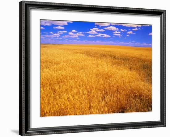 Golden Wheat Field under Blue Sky-Darrell Gulin-Framed Photographic Print