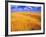 Golden Wheat Field under Blue Sky-Darrell Gulin-Framed Photographic Print