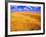 Golden Wheat Field under Blue Sky-Darrell Gulin-Framed Photographic Print