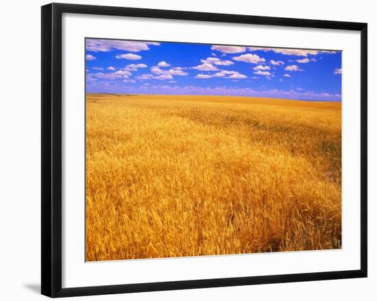 Golden Wheat Field under Blue Sky-Darrell Gulin-Framed Photographic Print