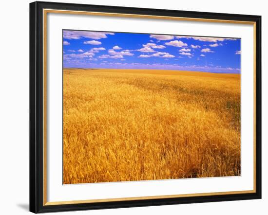 Golden Wheat Field under Blue Sky-Darrell Gulin-Framed Photographic Print