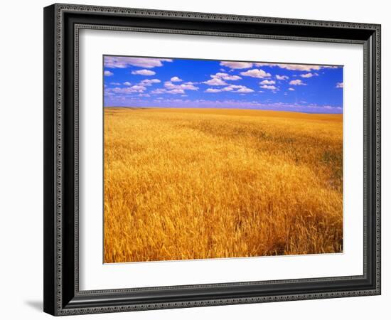 Golden Wheat Field under Blue Sky-Darrell Gulin-Framed Photographic Print