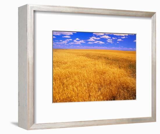 Golden Wheat Field under Blue Sky-Darrell Gulin-Framed Photographic Print