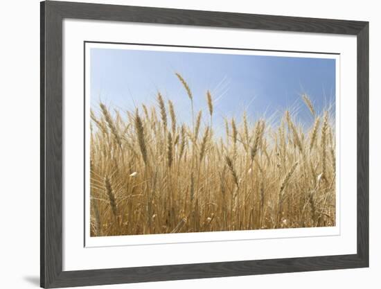 Golden Wheat-Donald Paulson-Framed Giclee Print