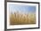 Golden Wheat-Donald Paulson-Framed Giclee Print