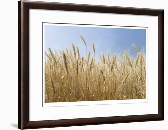 Golden Wheat-Donald Paulson-Framed Giclee Print