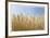 Golden Wheat-Donald Paulson-Framed Giclee Print