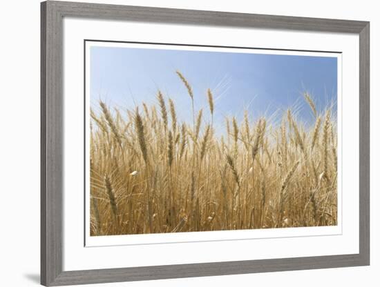 Golden Wheat-Donald Paulson-Framed Giclee Print