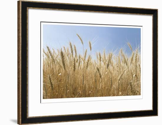 Golden Wheat-Donald Paulson-Framed Giclee Print