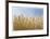 Golden Wheat-Donald Paulson-Framed Giclee Print