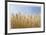 Golden Wheat-Donald Paulson-Framed Giclee Print