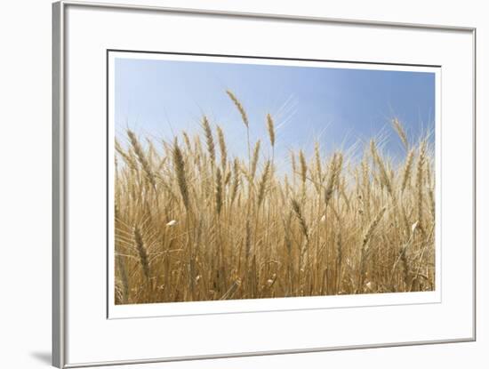 Golden Wheat-Donald Paulson-Framed Giclee Print