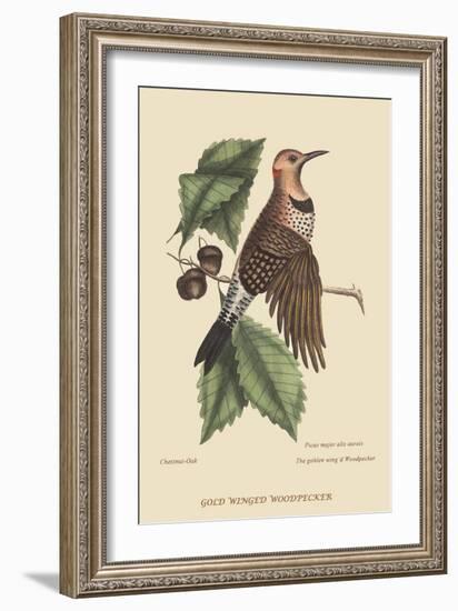 Golden Winged Woodpecker-Mark Catesby-Framed Premium Giclee Print