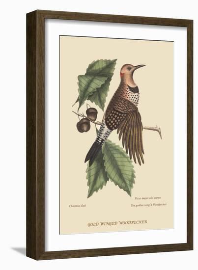 Golden Winged Woodpecker-Mark Catesby-Framed Art Print