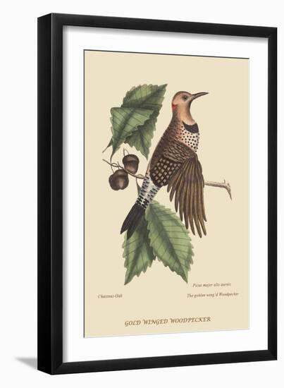 Golden Winged Woodpecker-Mark Catesby-Framed Art Print