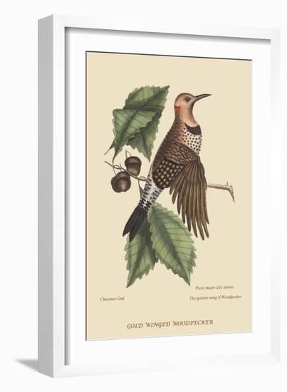 Golden Winged Woodpecker-Mark Catesby-Framed Art Print