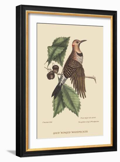 Golden Winged Woodpecker-Mark Catesby-Framed Art Print