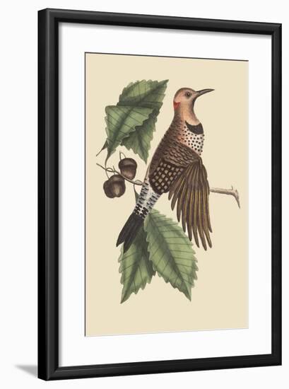 Golden Winged Woodpecker-Mark Catesby-Framed Art Print