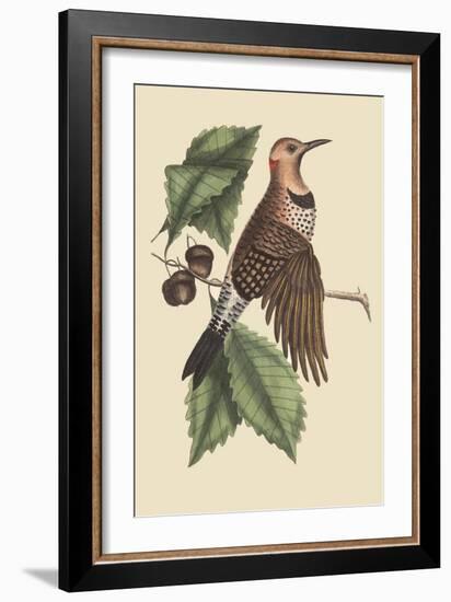 Golden Winged Woodpecker-Mark Catesby-Framed Art Print