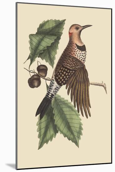 Golden Winged Woodpecker-Mark Catesby-Mounted Art Print