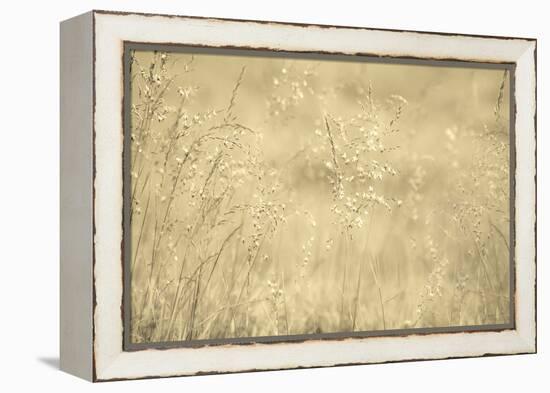 Golden Wispers-Adrian Campfield-Framed Premier Image Canvas