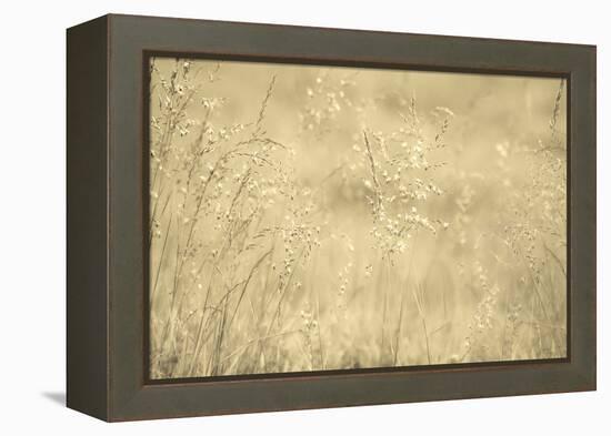 Golden Wispers-Adrian Campfield-Framed Premier Image Canvas