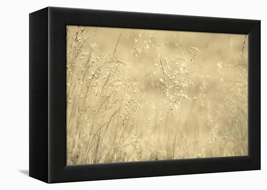 Golden Wispers-Adrian Campfield-Framed Premier Image Canvas