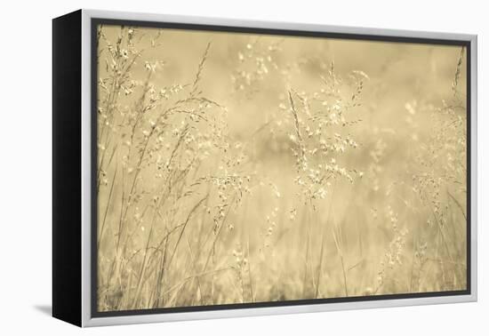 Golden Wispers-Adrian Campfield-Framed Premier Image Canvas
